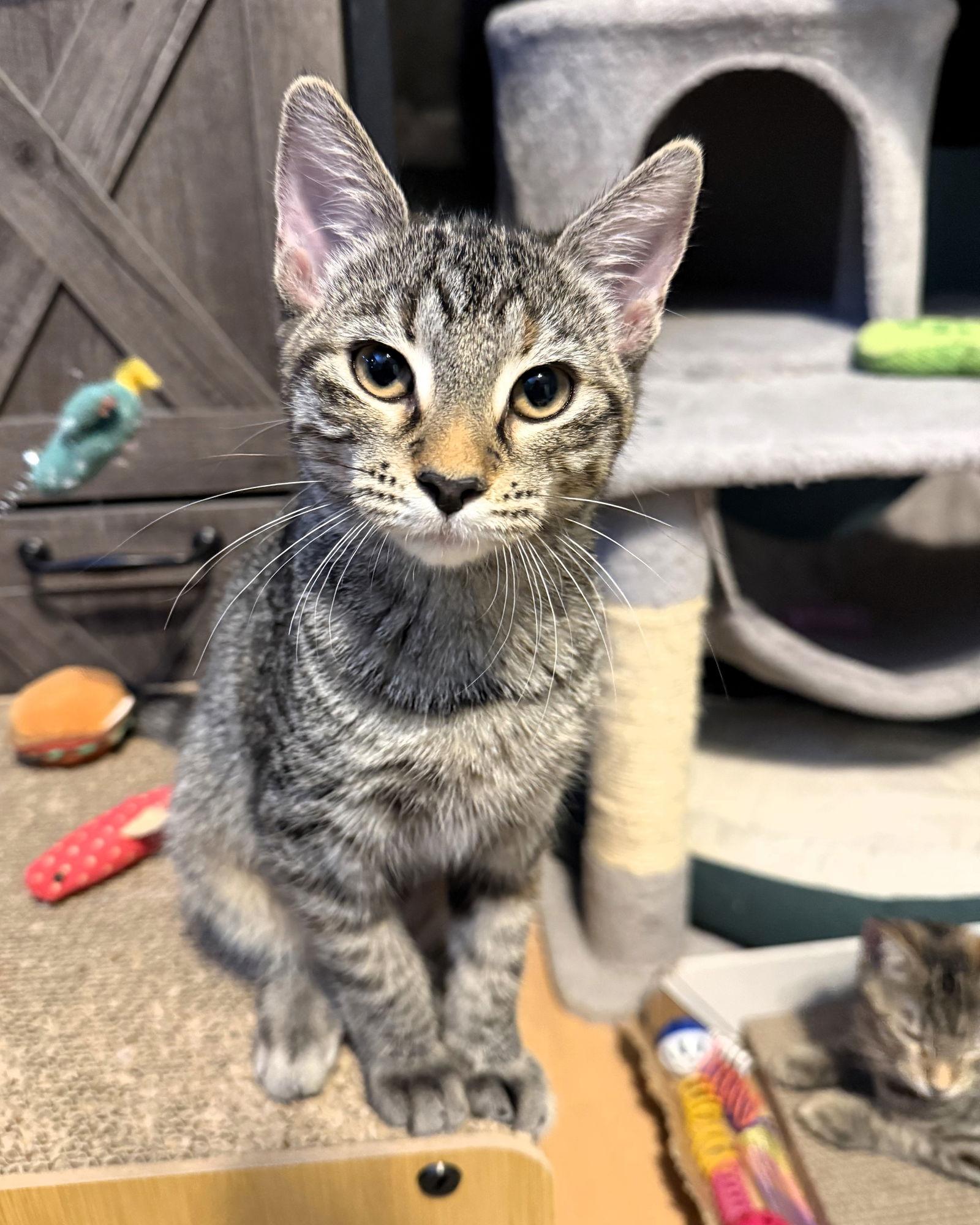 Enlarge Enchilada, a Adoptable mixed breed in Lighthouse Point, FL image 2/3