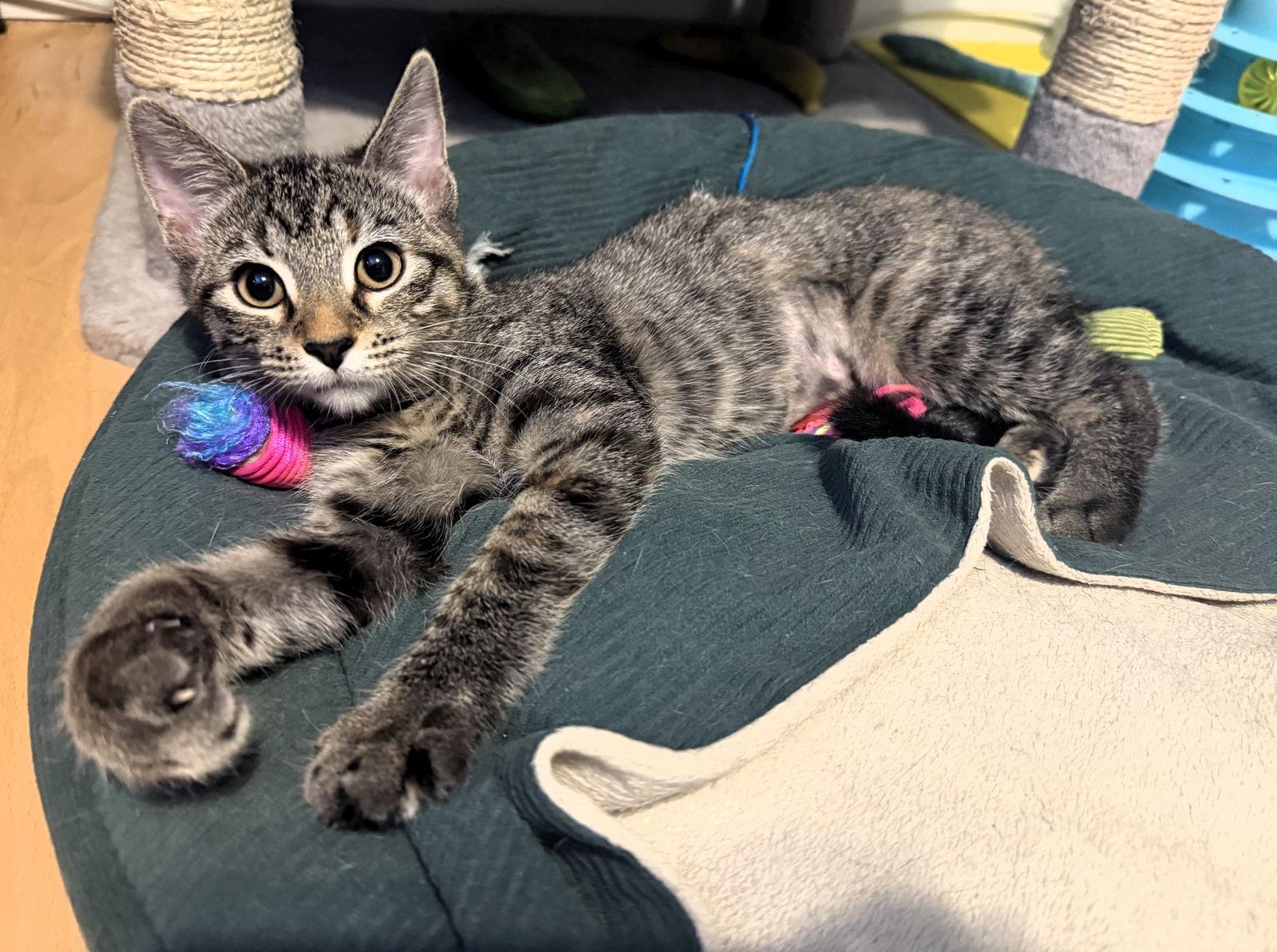 Enlarge Enchilada, a Adoptable mixed breed in Lighthouse Point, FL image 3/3