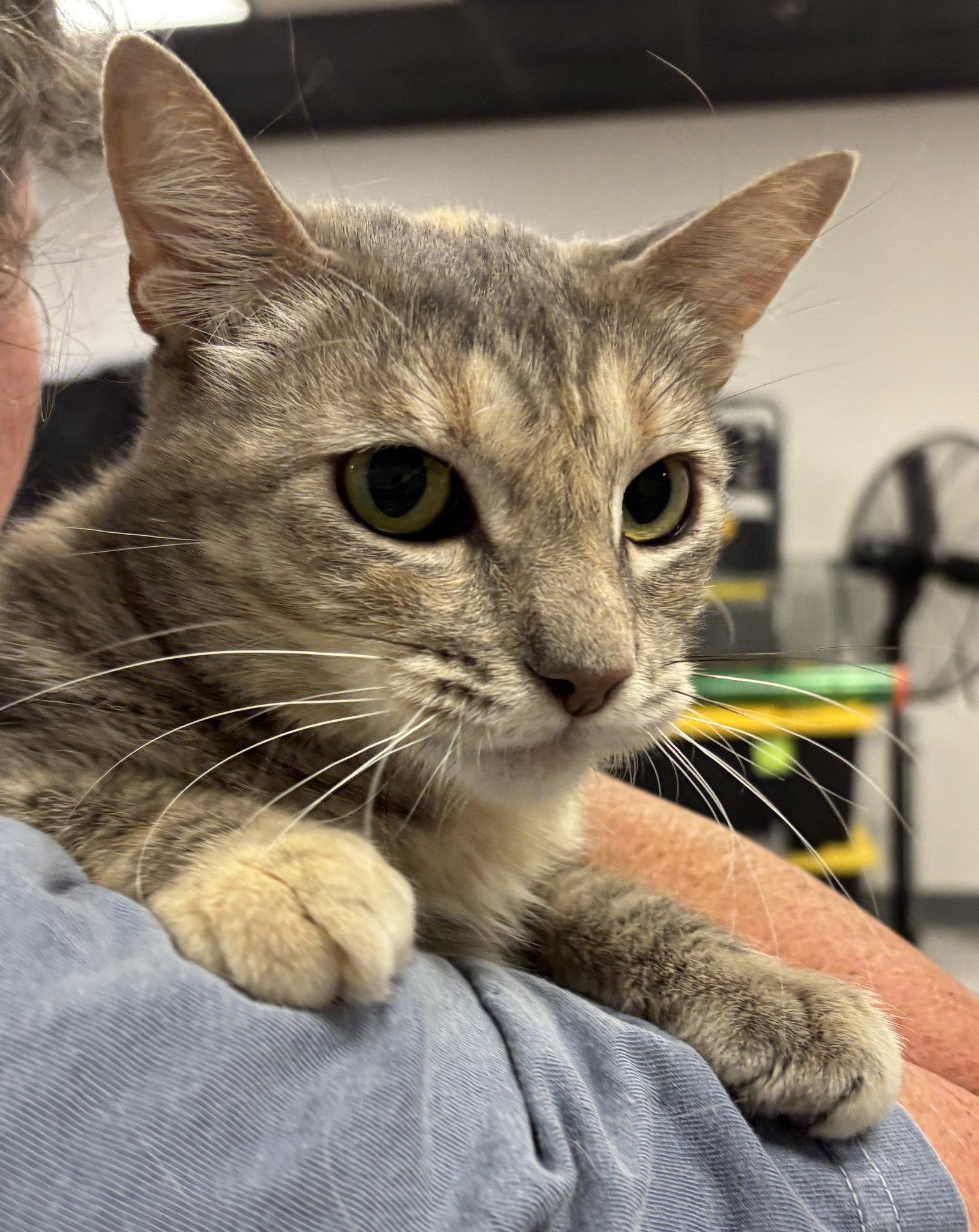 Rose 3 (BC), a Adoptable Tabby in Vacaville, CA image 2/2