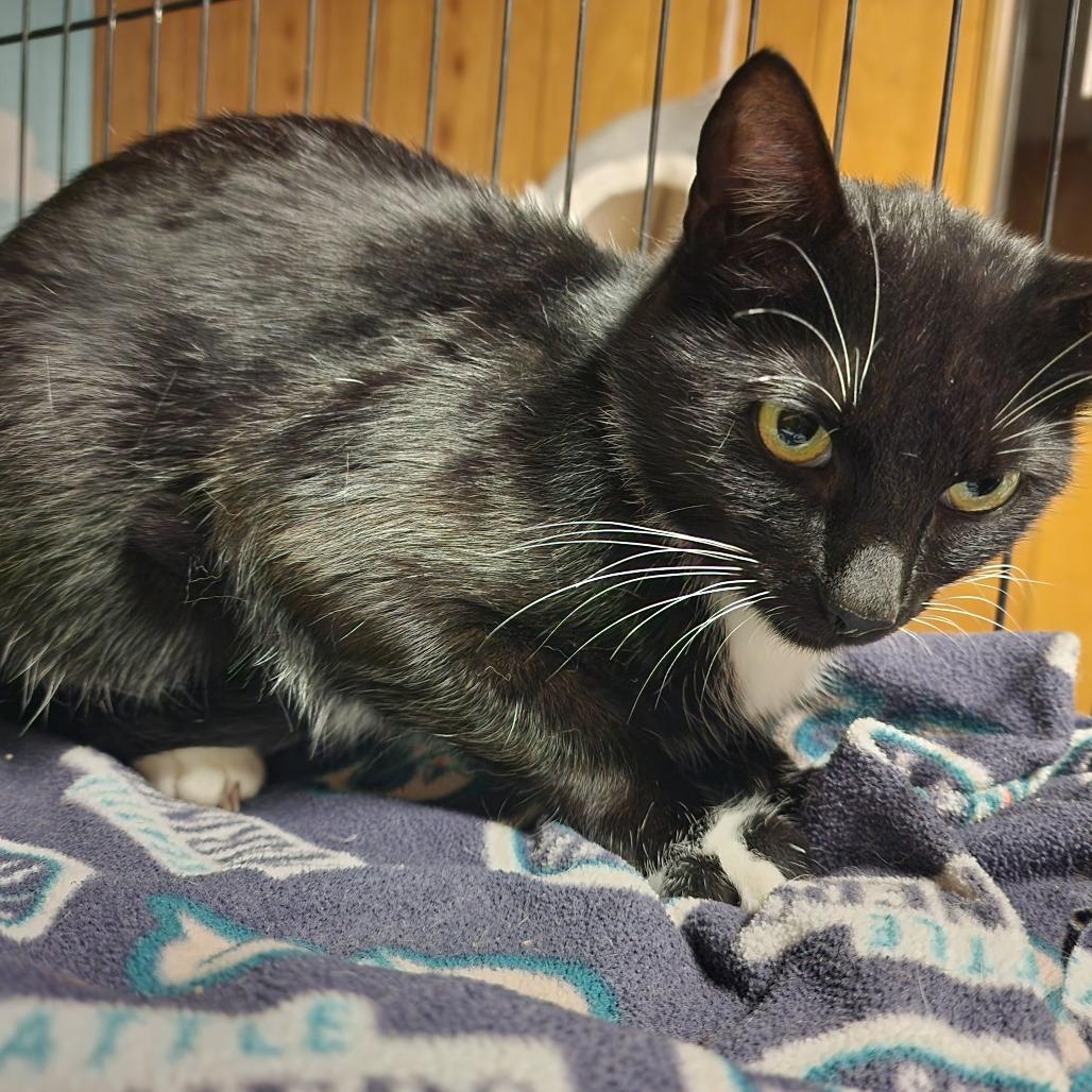 ALEA, a ADOPTABLE Domestic Short Hair in Graham, WA image 4/5