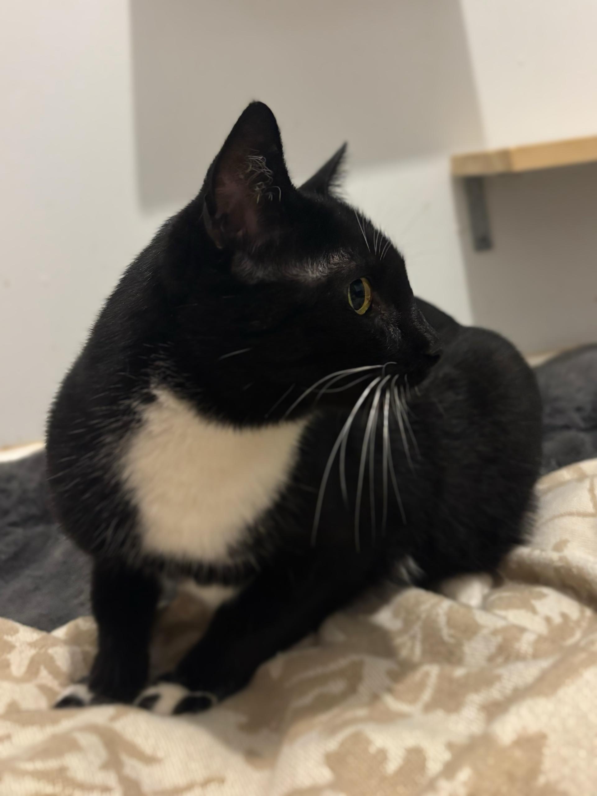 ALEA, a ADOPTABLE Domestic Short Hair in Graham, WA image 2/6
