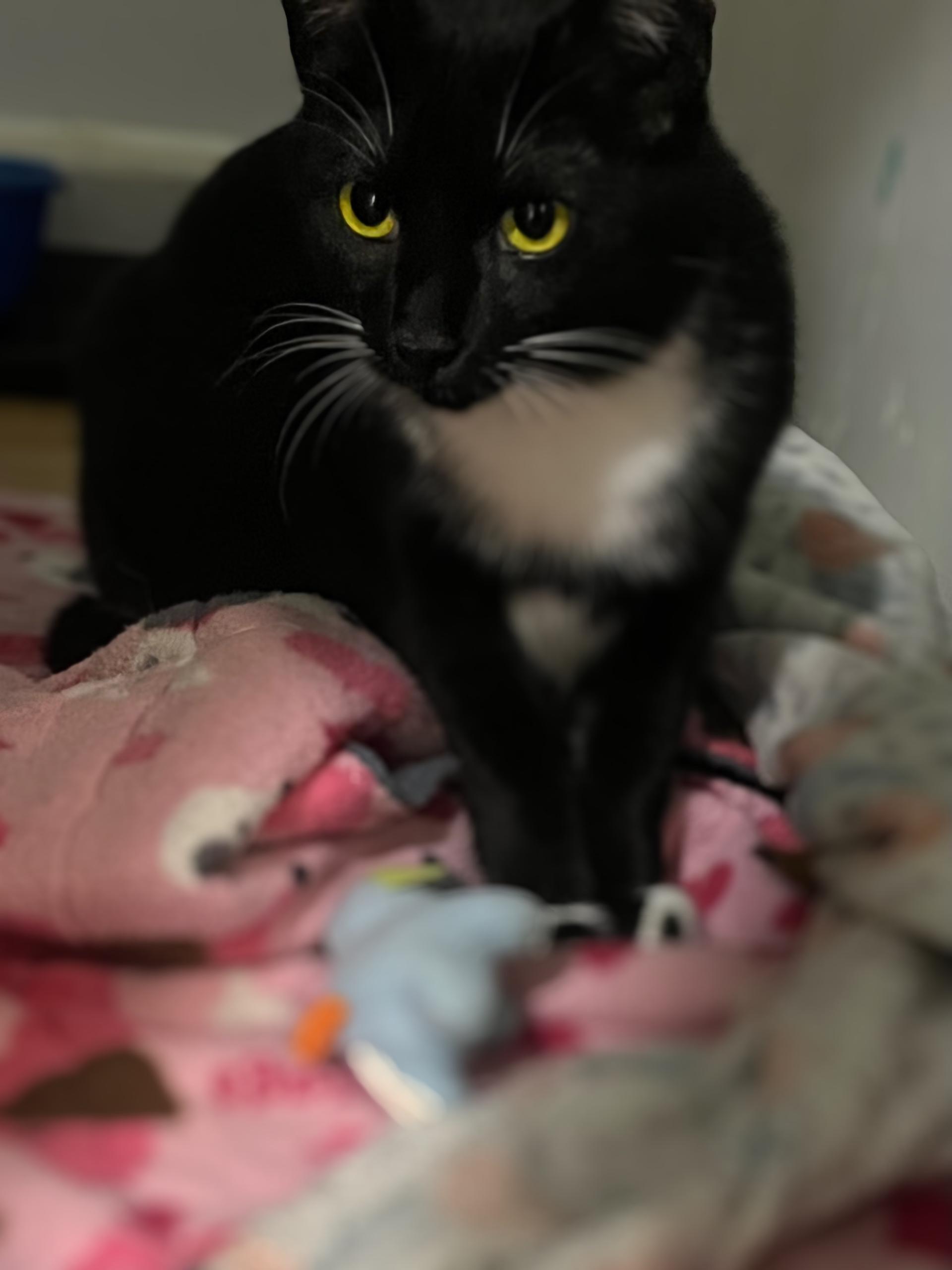 ALEA, a ADOPTABLE Domestic Short Hair in Graham, WA image 5/5