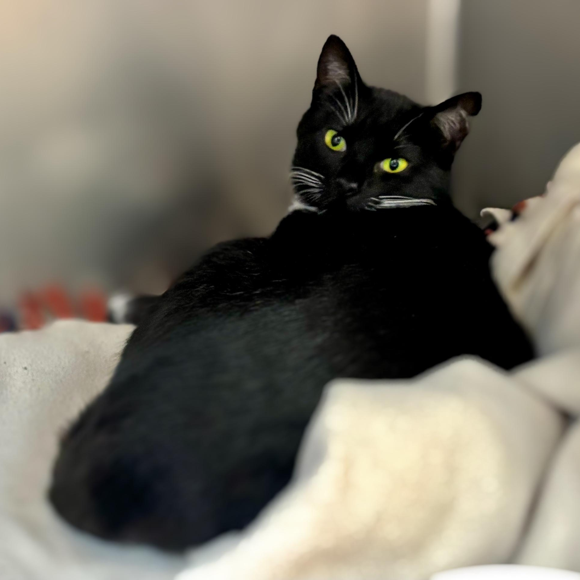 ALEA, ADOPTABLE, Adult Female Domestic Short Hair.