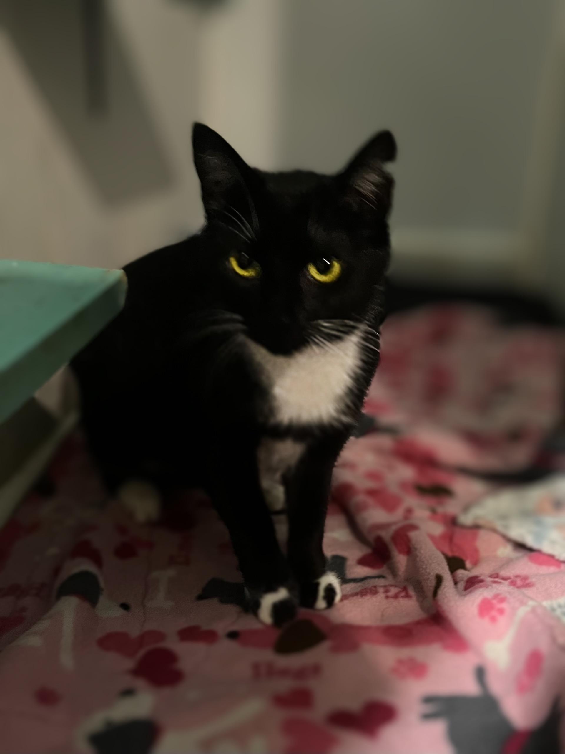 ALEA, a ADOPTABLE Domestic Short Hair in Graham, WA image 2/5