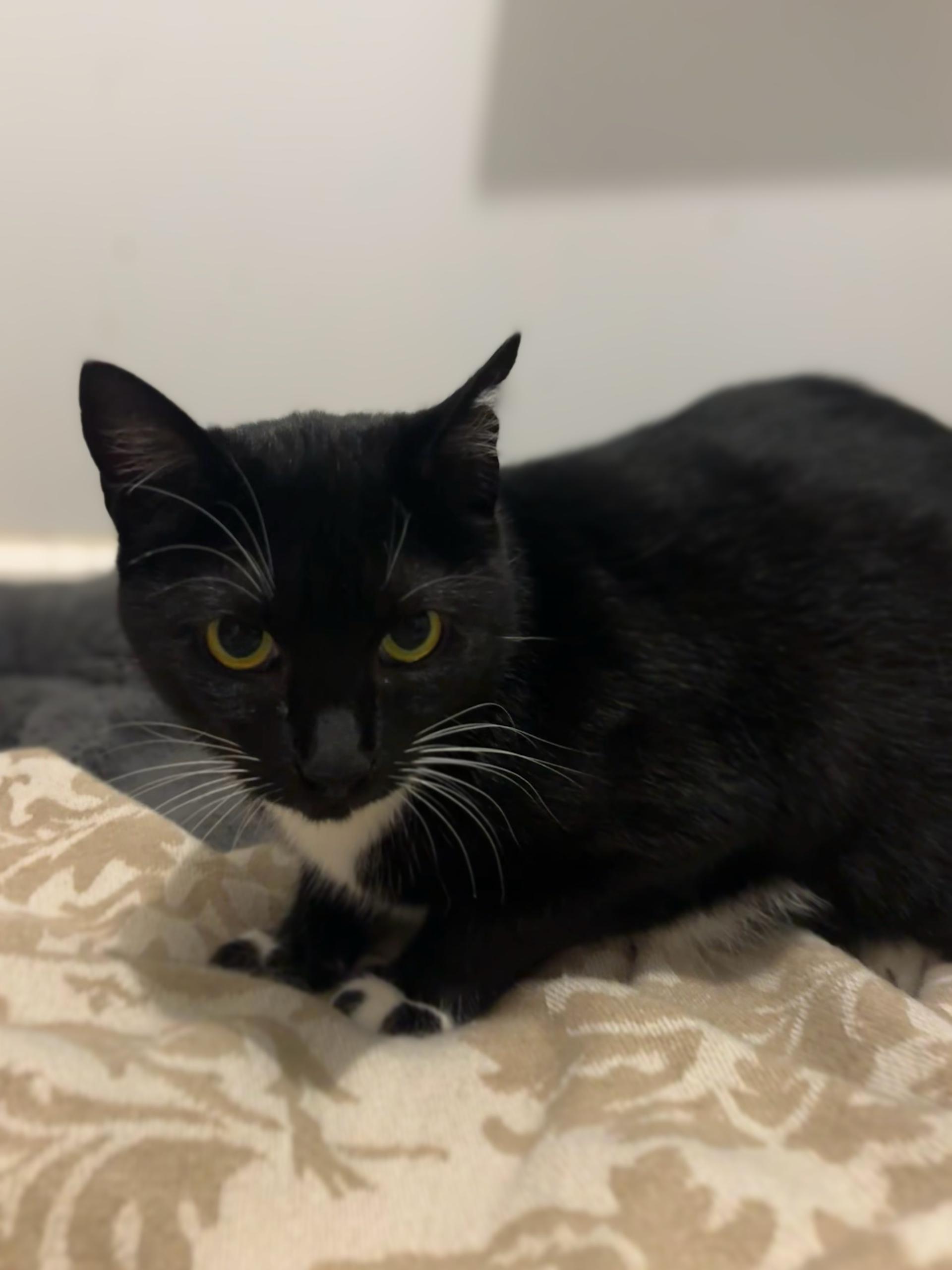 ALEA, a ADOPTABLE Domestic Short Hair in Graham, WA image 3/6