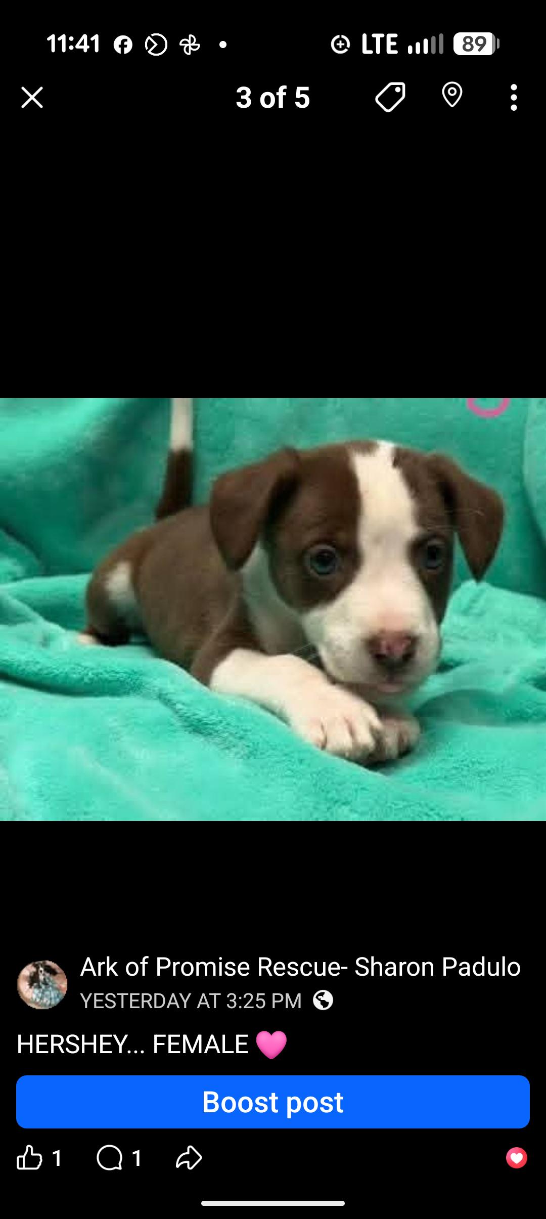 HERSHEY, adopted, Puppy Female Chocolate Labrador Retriever.