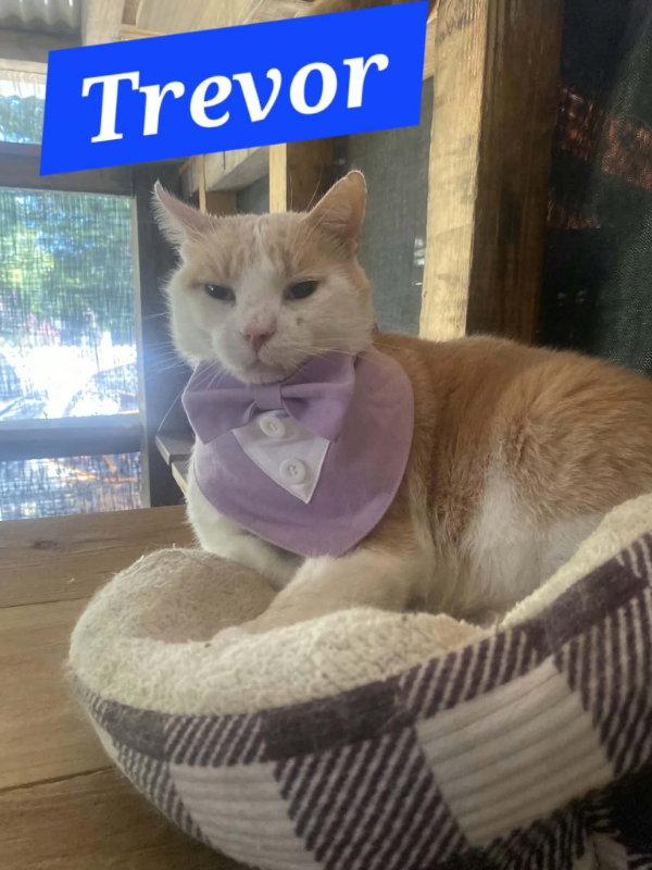 Trevor (foster cat) bonded with Raja, a Adoptable Domestic Short Hair in Gettysburg, PA image 1/3