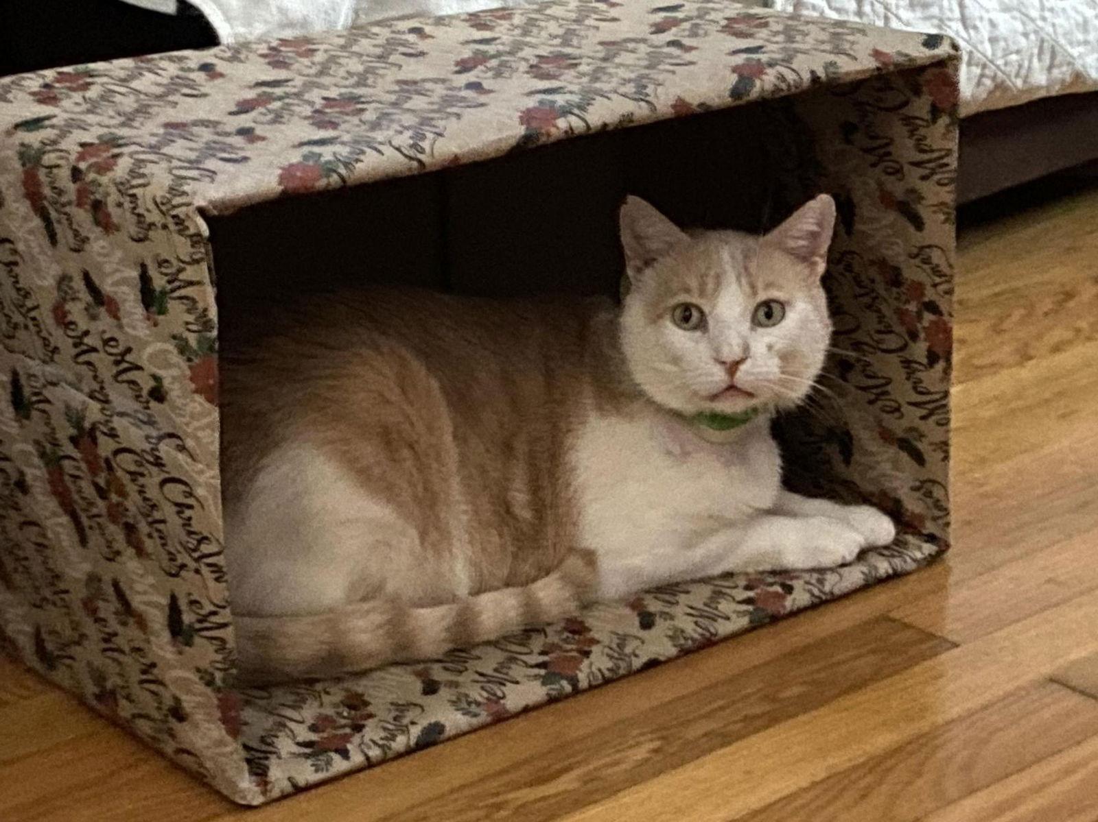 Trevor (foster cat) bonded with Raja, Adoptable, Adult Male Domestic Short Hair.