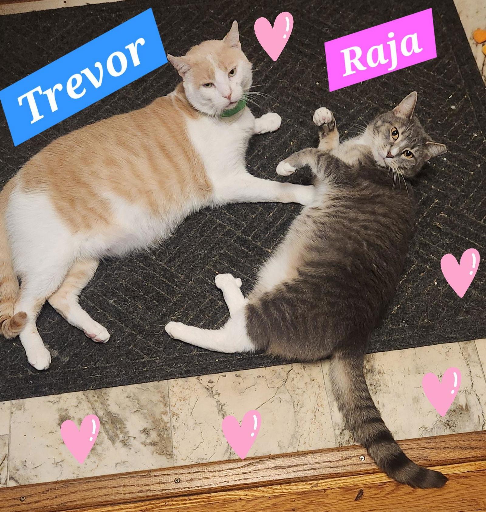 Enlarge Trevor (foster cat) bonded with Raja, a Adoptable Domestic Short Hair in Gettysburg, PA image 2/2