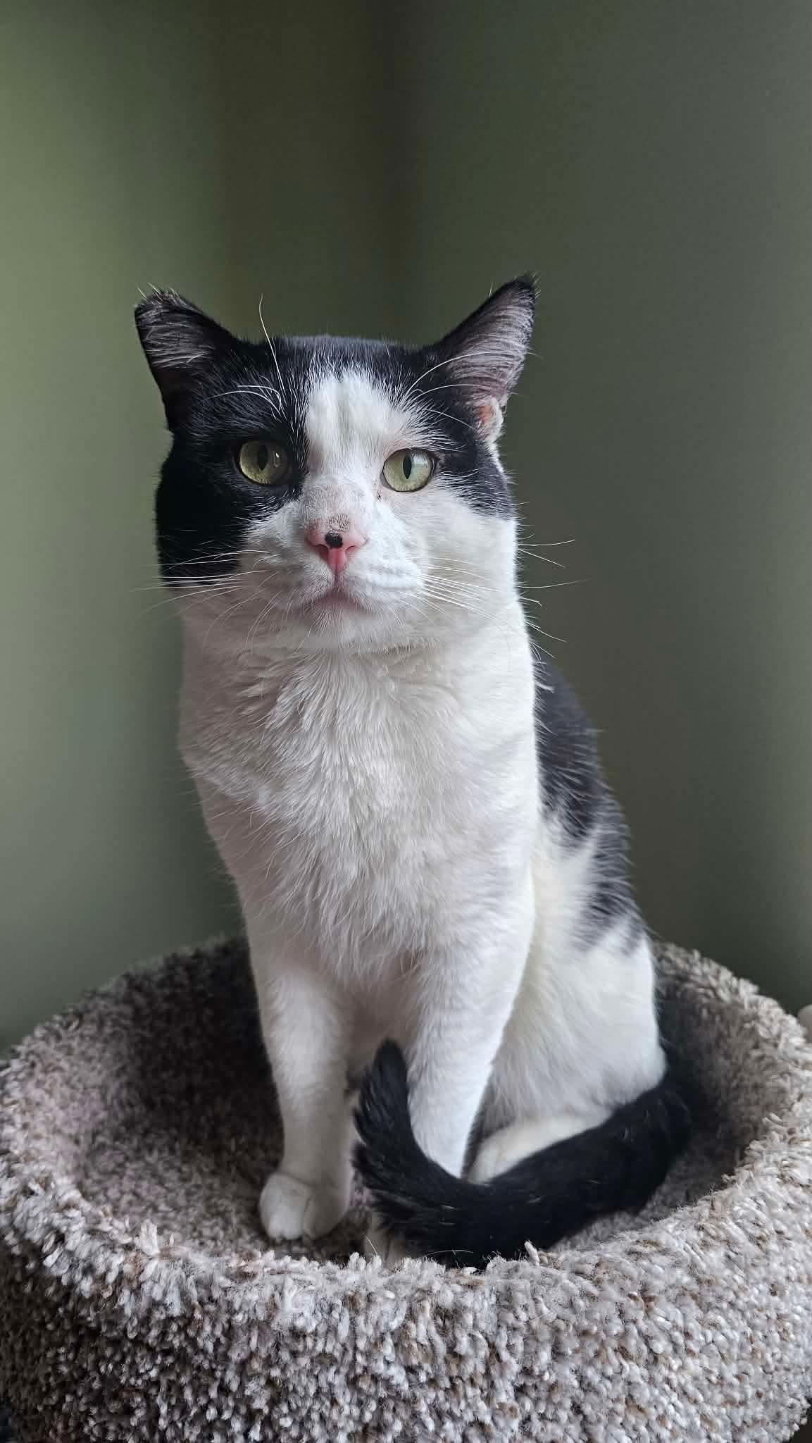 Sauerkraut (pronounced with a thick German accent), ADOPTABLE, Adult Male Domestic Short Hair.