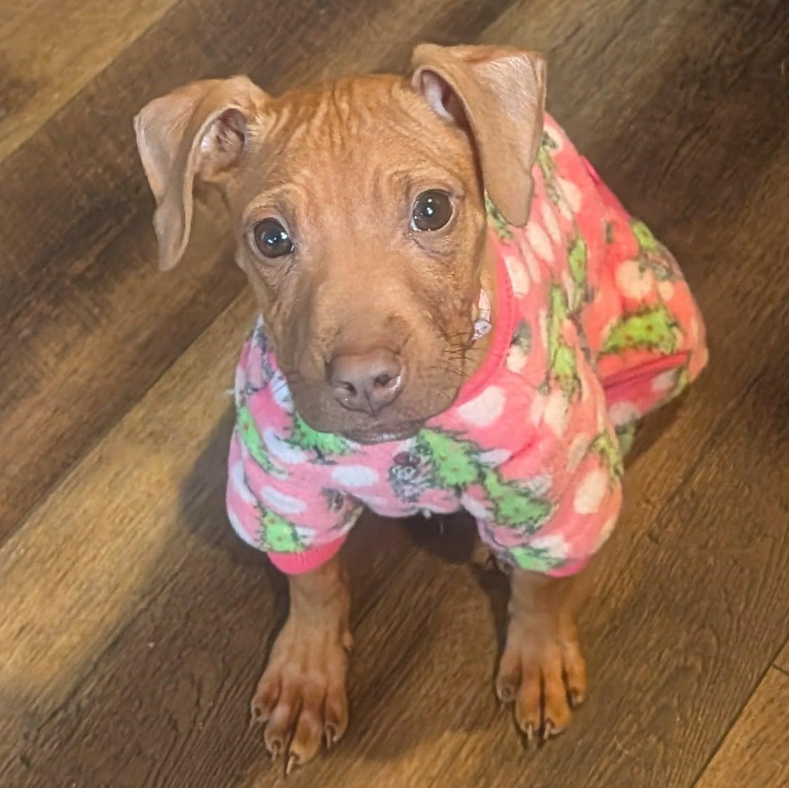 Enlarge River, a ADOPTABLE mixed breed in Rochester, NY image 3/6