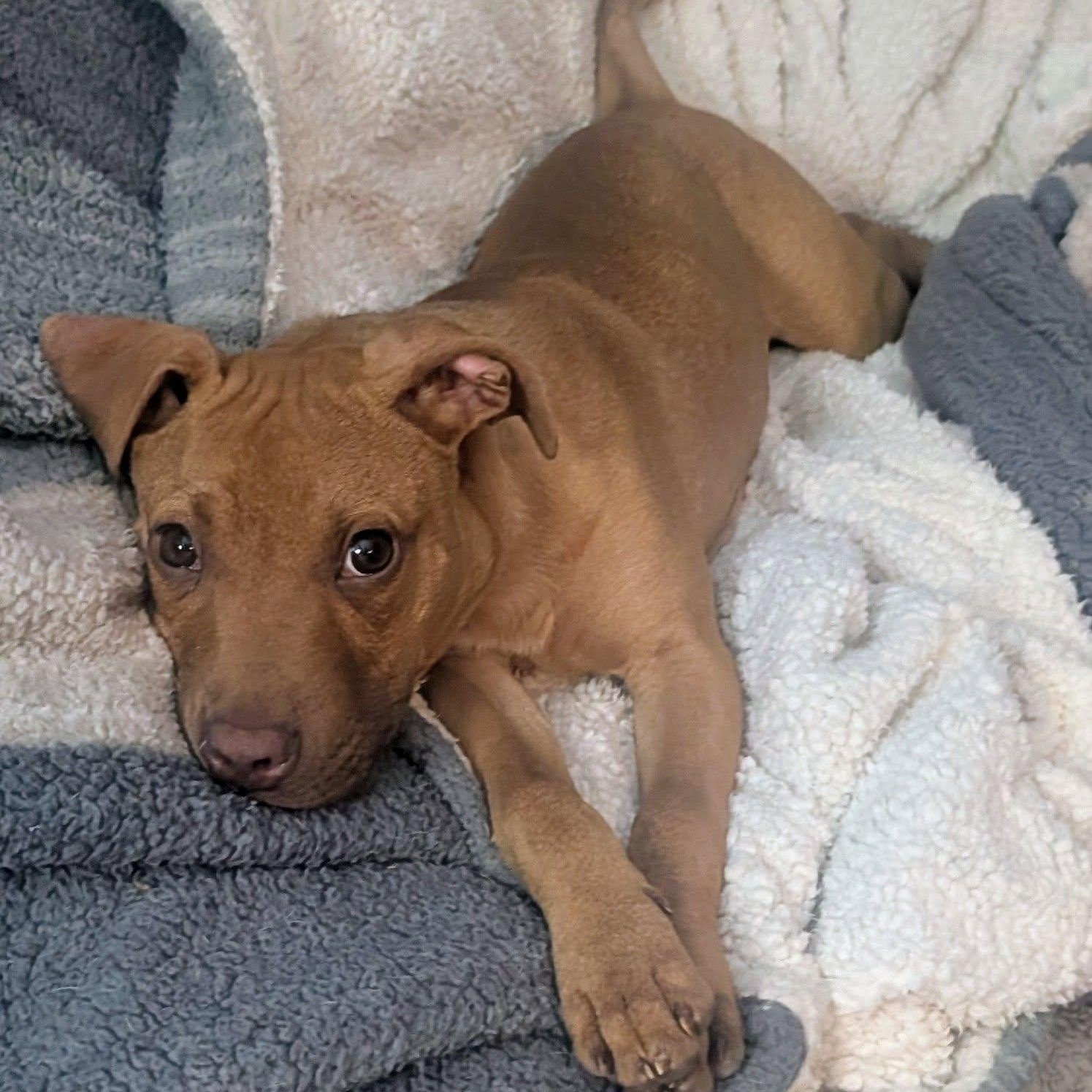 River, ADOPTABLE, Young Female Mixed Breed.