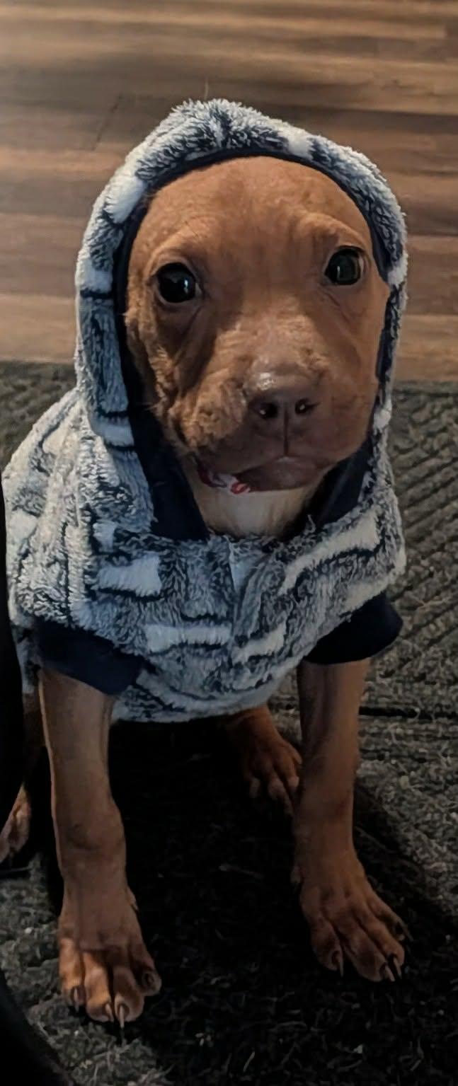 Enlarge River, a ADOPTABLE mixed breed in Rochester, NY image 6/6