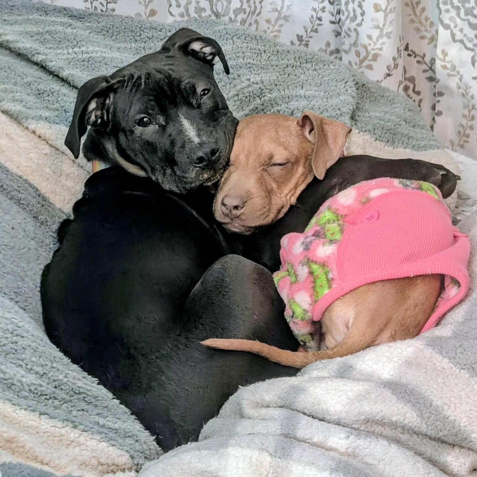 Enlarge River, a ADOPTABLE mixed breed in Rochester, NY image 5/6