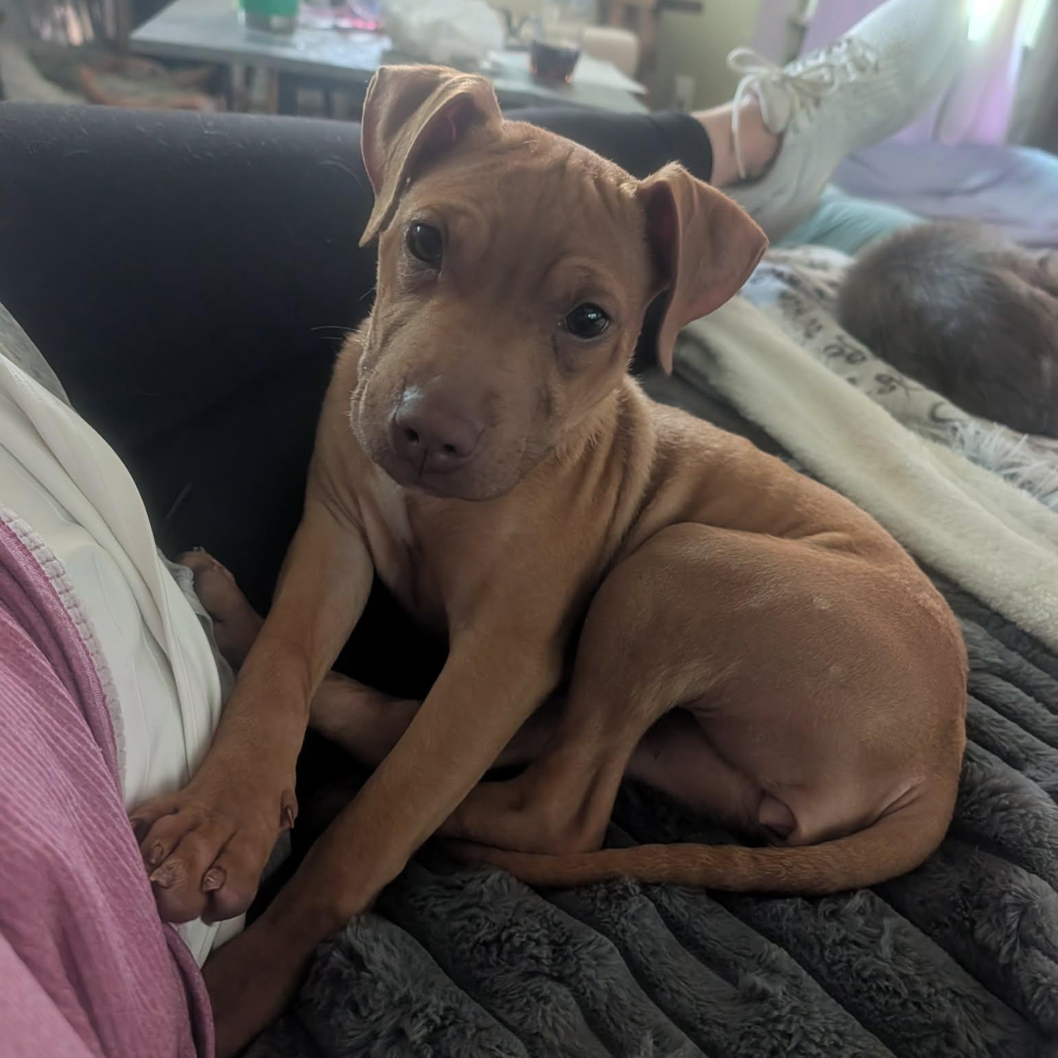 Enlarge River, a ADOPTABLE mixed breed in Rochester, NY image 1/6