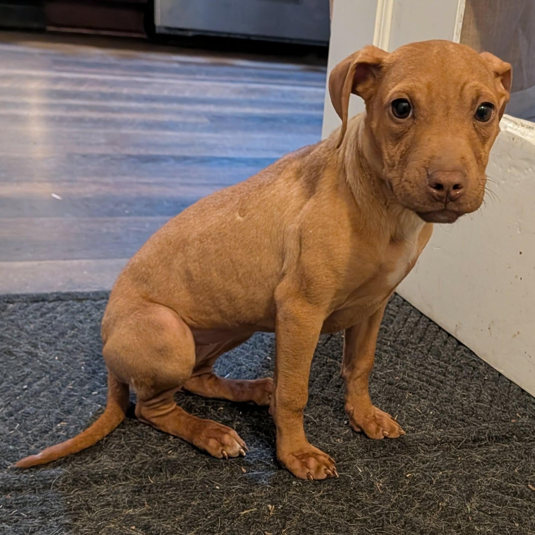 Enlarge River, a ADOPTABLE mixed breed in Rochester, NY image 2/6