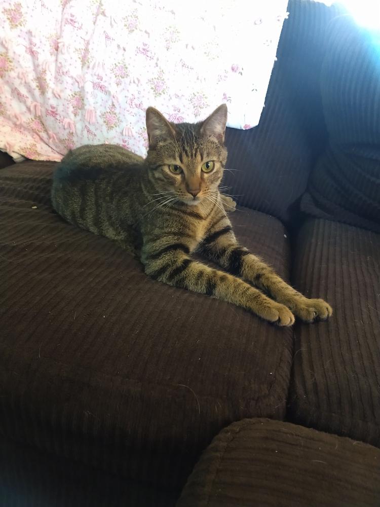 Enlarge CoCo (KoKo), a Adopted Domestic Short Hair in Thatcher, AZ image 1/3