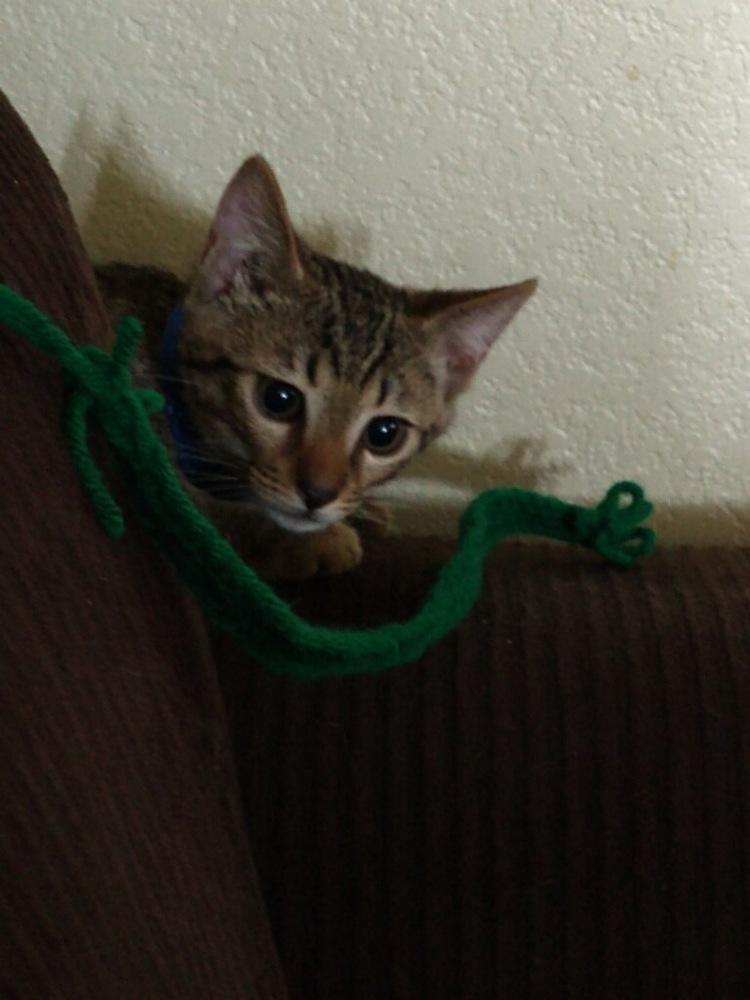 Enlarge CoCo (KoKo), a Adopted Domestic Short Hair in Thatcher, AZ image 2/3