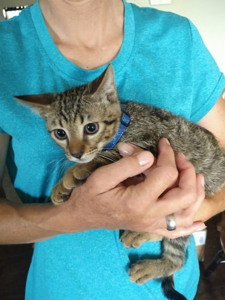 Enlarge CoCo (KoKo), a Adopted Domestic Short Hair in Thatcher, AZ image 3/3