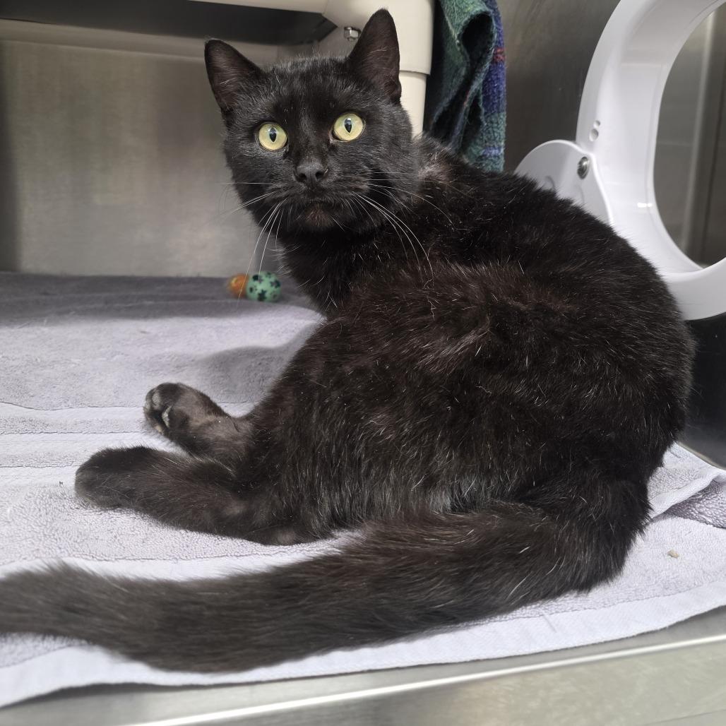 Ross, Adoptable, Young Male Domestic Short Hair.