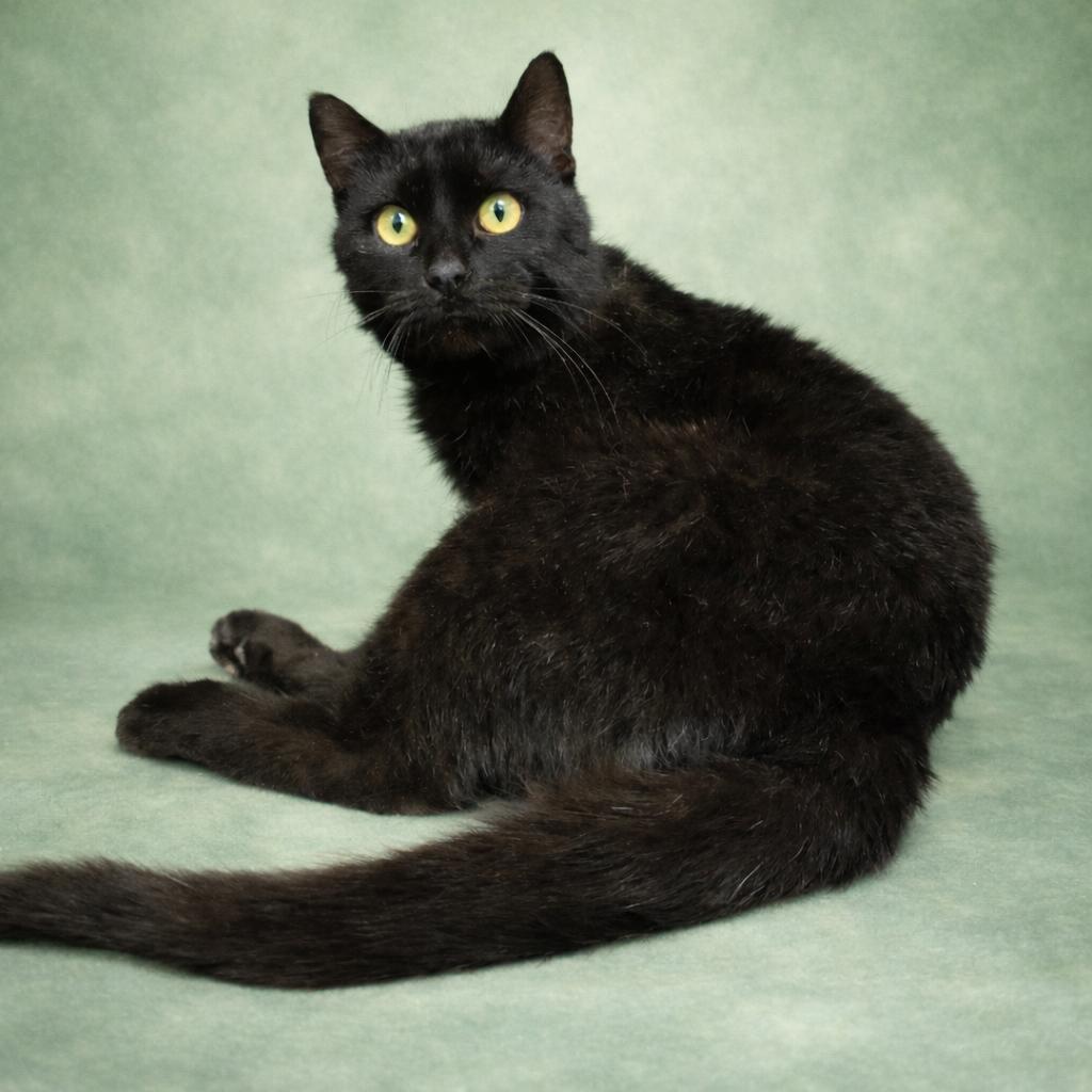 Enlarge Ross, a Adoptable Domestic Short Hair in Fort Wayne, IN image 2/3