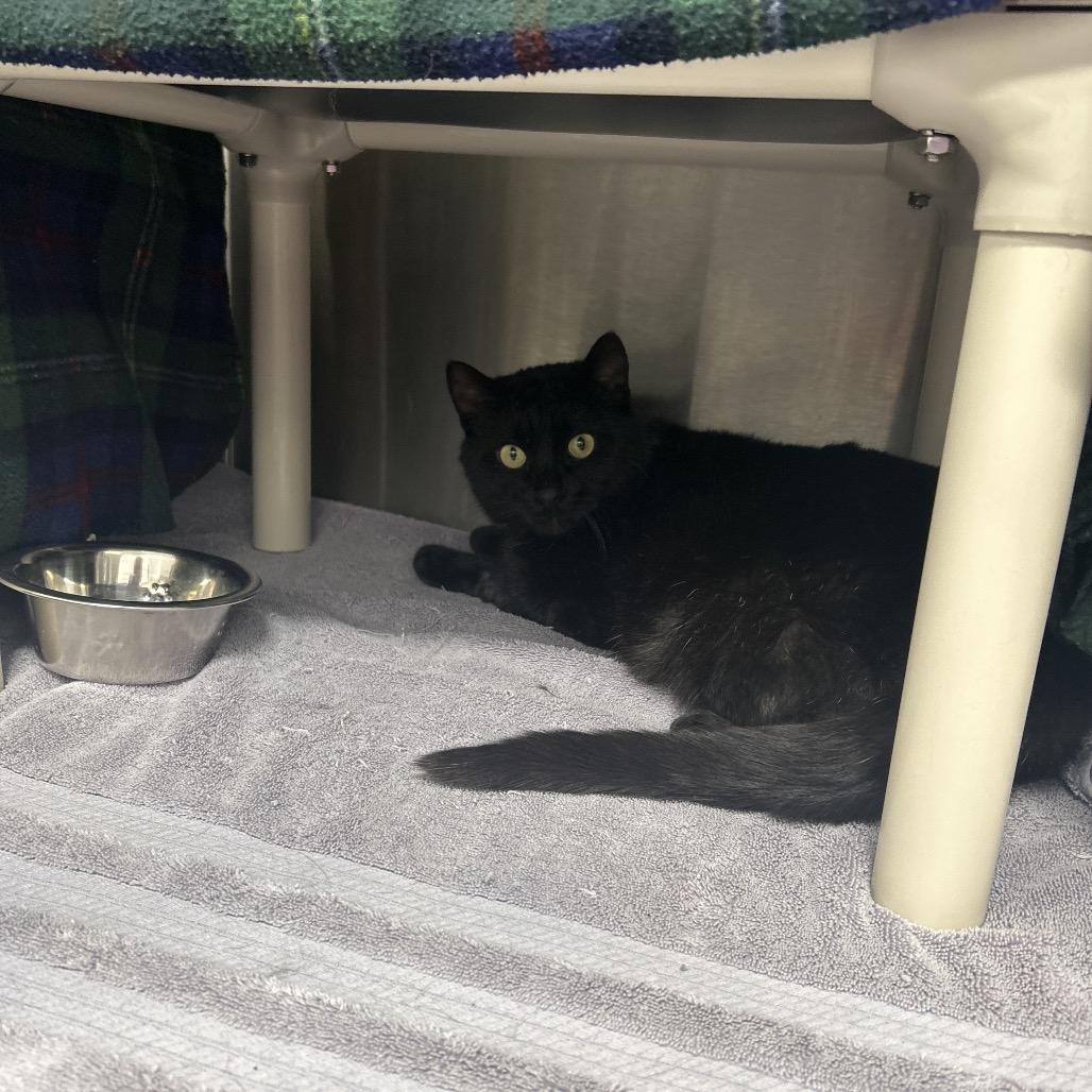 Enlarge Ross, a Adoptable Domestic Short Hair in Fort Wayne, IN image 3/3