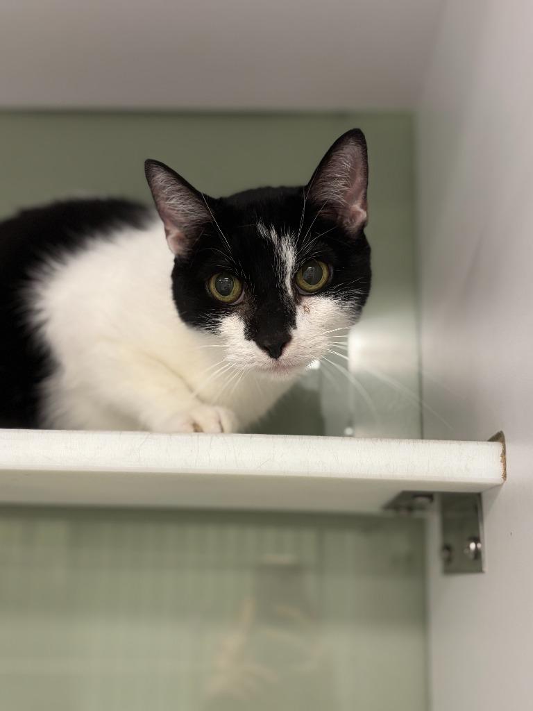 Slick, Adoptable, Adult Female Domestic Short Hair.