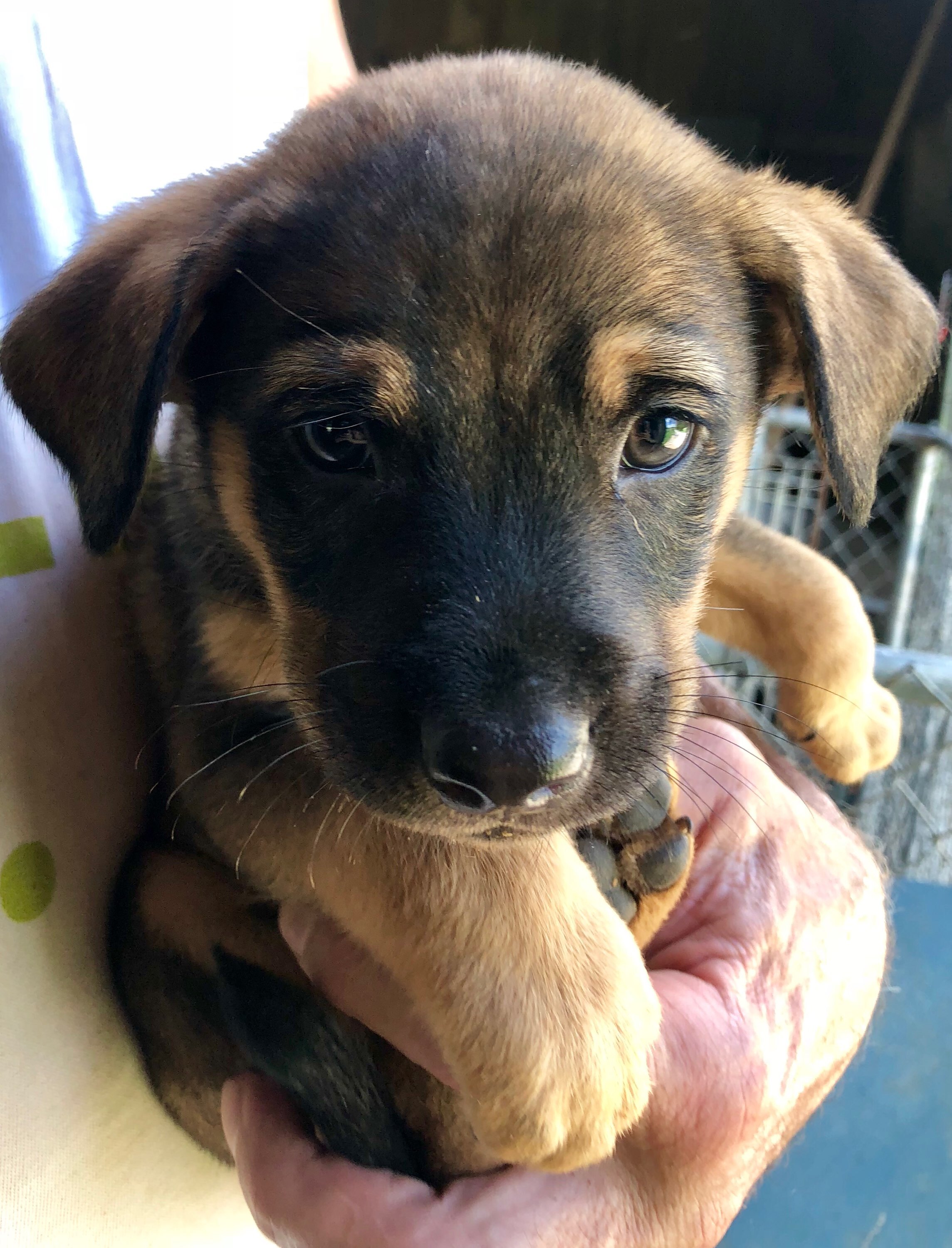 Chive, a Adoptable mixed breed in Plainfield, IN image 1/6