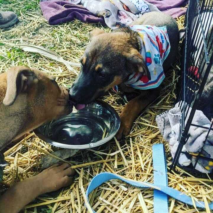 Chive, a Adoptable mixed breed in Plainfield, IN image 3/6