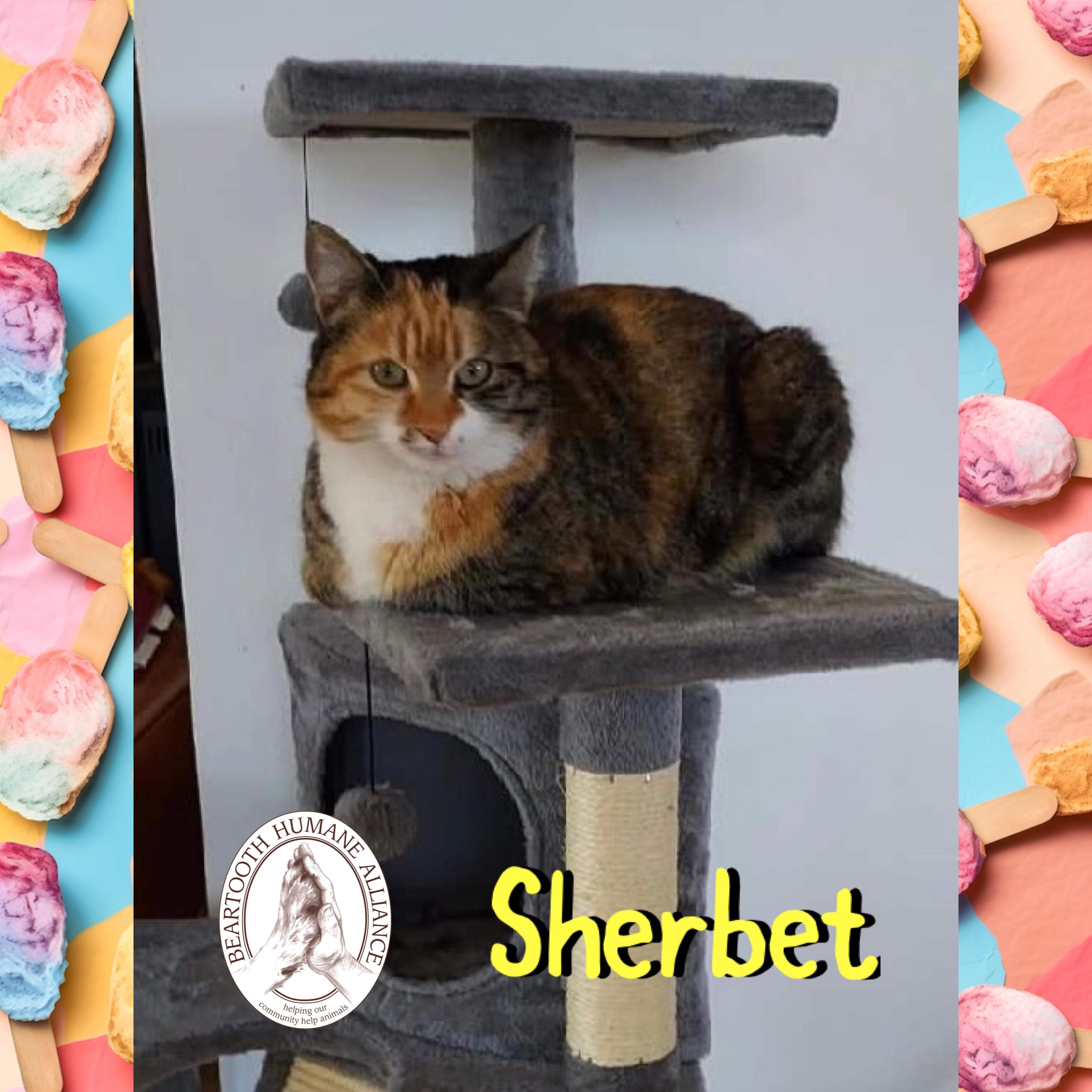 Sherbet, ADOPTABLE, Adult Female Domestic Short Hair.
