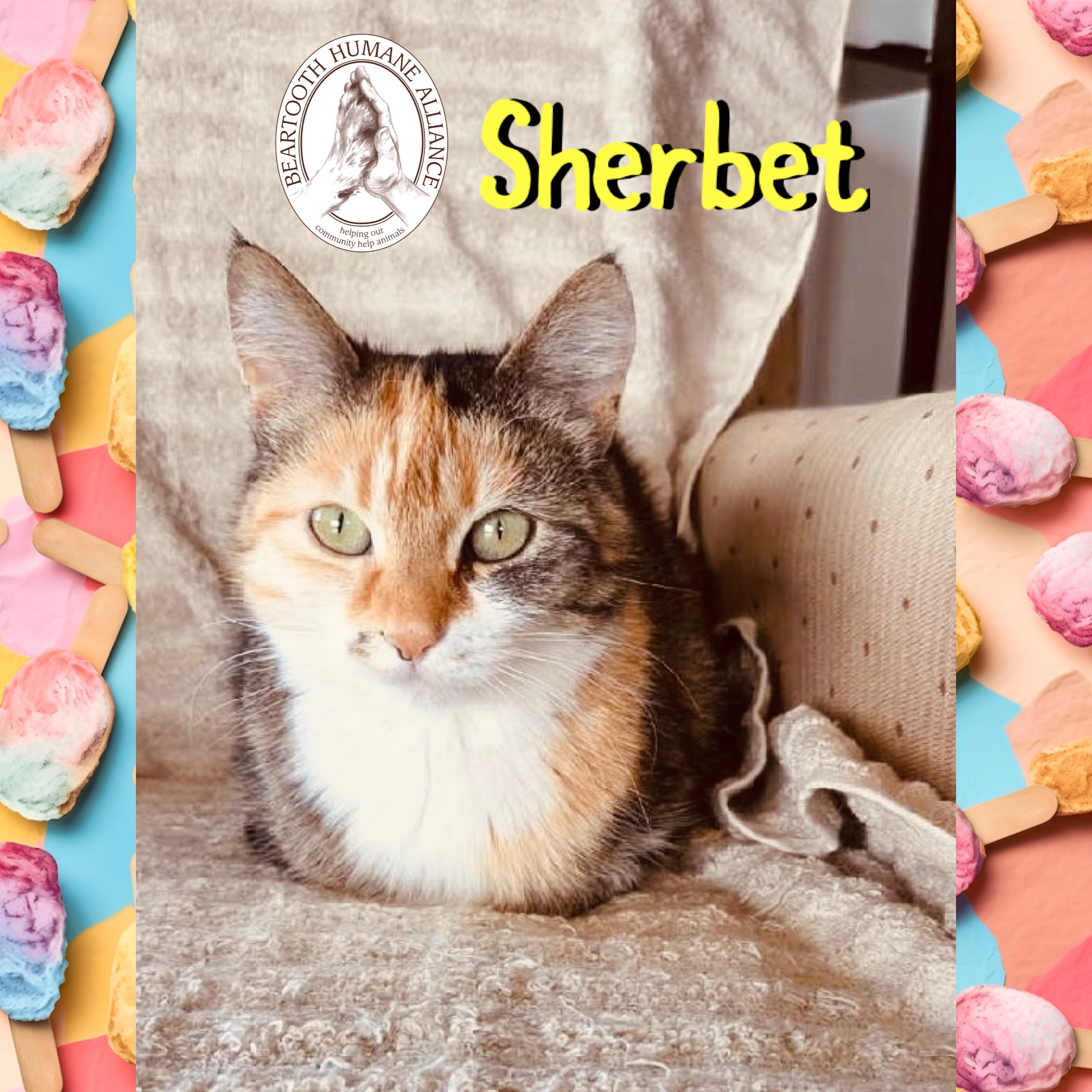 Sherbet, a ADOPTABLE mixed breed in Red Lodge, MT image 2/2