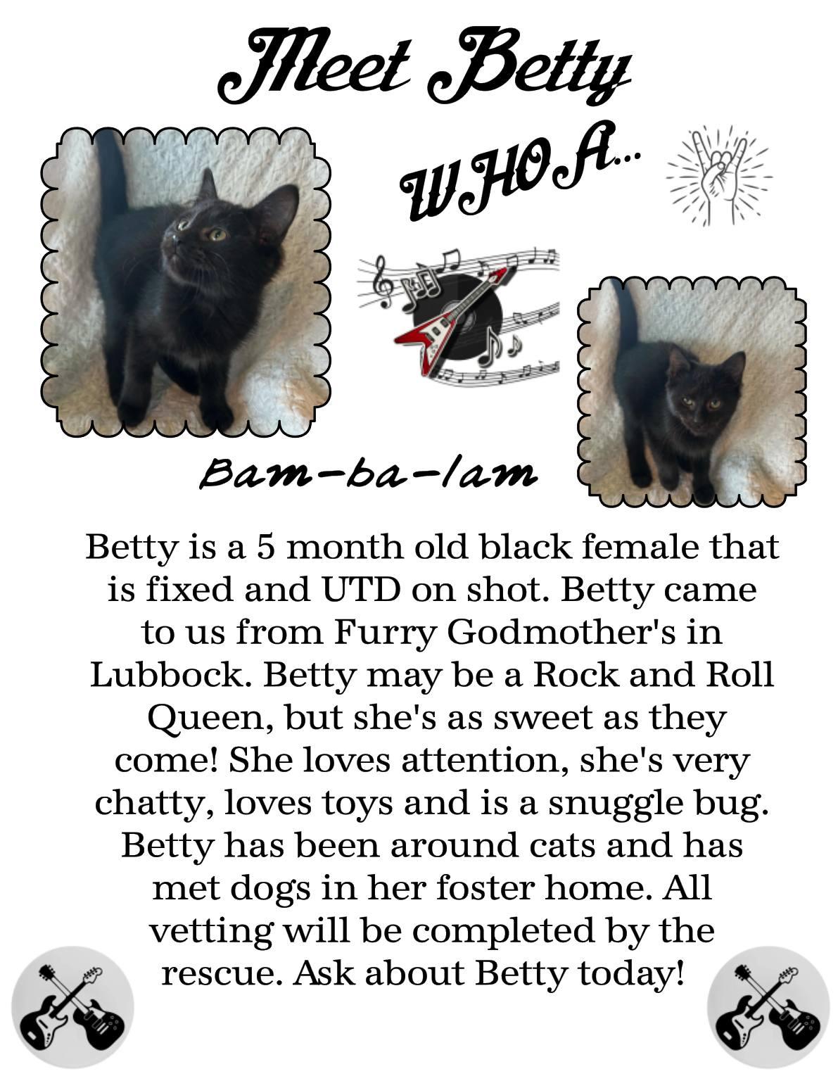 Betty, an adoptable Domestic Short Hair in Clovis, NM, 88101 | Photo Image 1