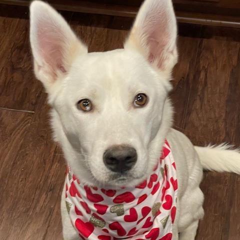 17 (2026) Mama Jojo, Adoptable, Adult Female Siberian Husky.