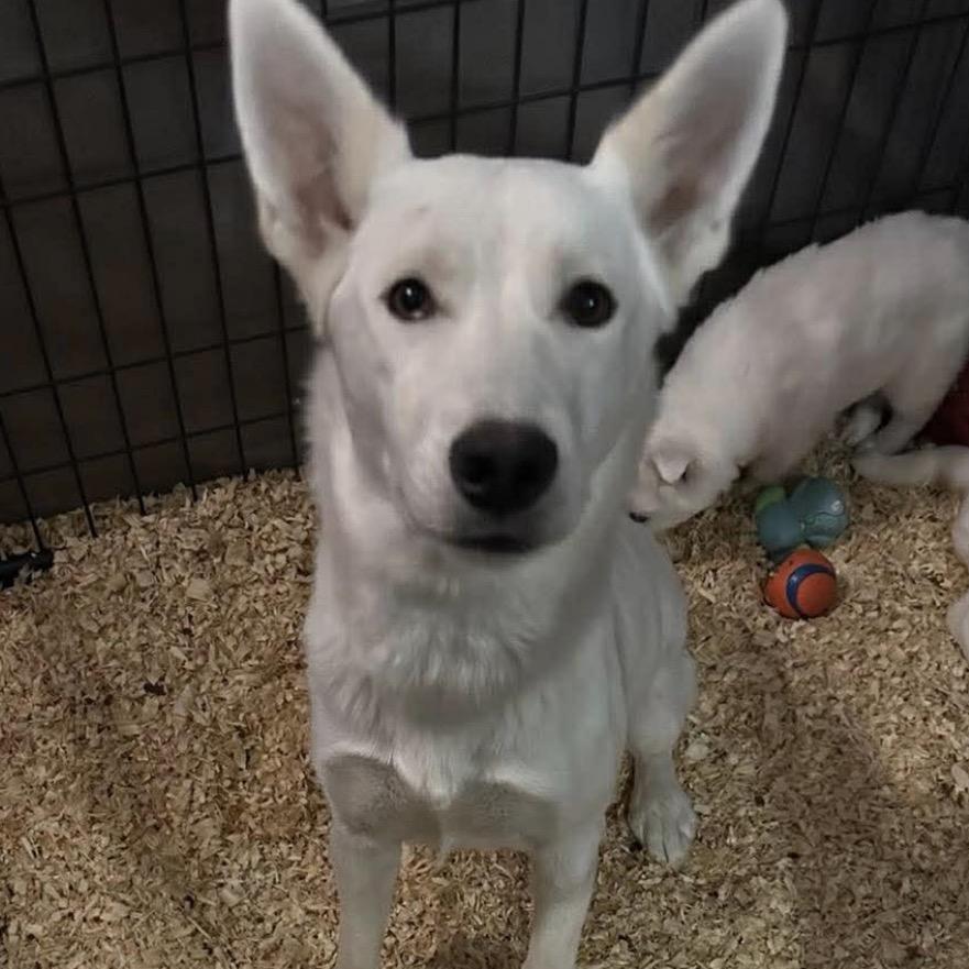17 (2026) Mama Jojo, Adoptable, Adult Female Siberian Husky.