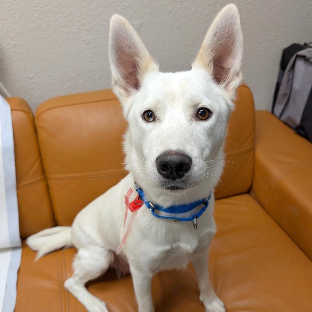 Enlarge 17 (2026) Mama Jojo, a Adoptable Siberian Husky in Parker, CO image 2/2
