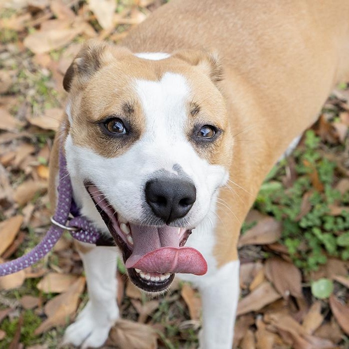 Heather Holloway, ADOPTABLE, Young Female Terrier.