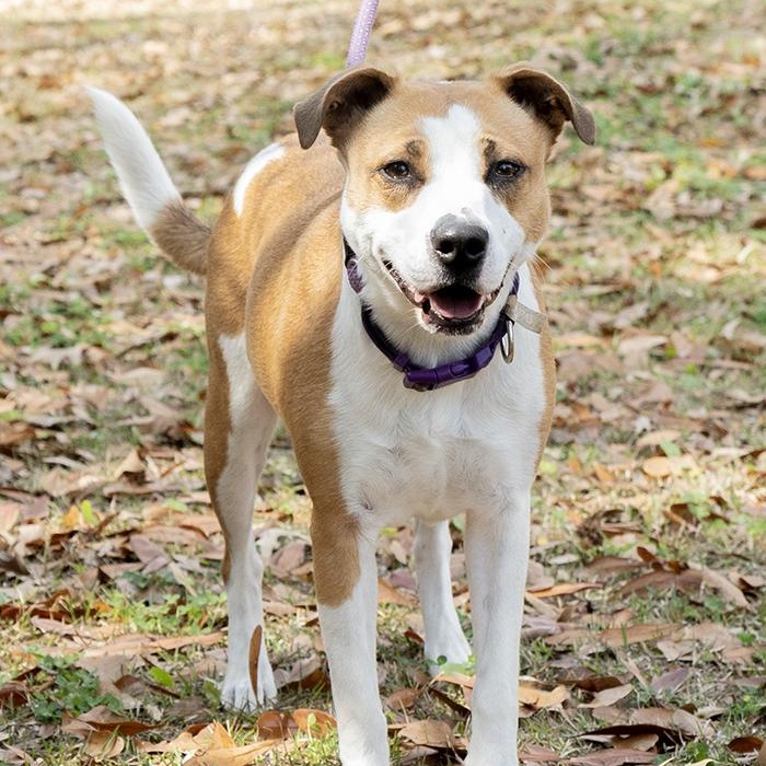 Enlarge Heather Holloway, a ADOPTABLE Terrier in Slidell, LA image 2/3