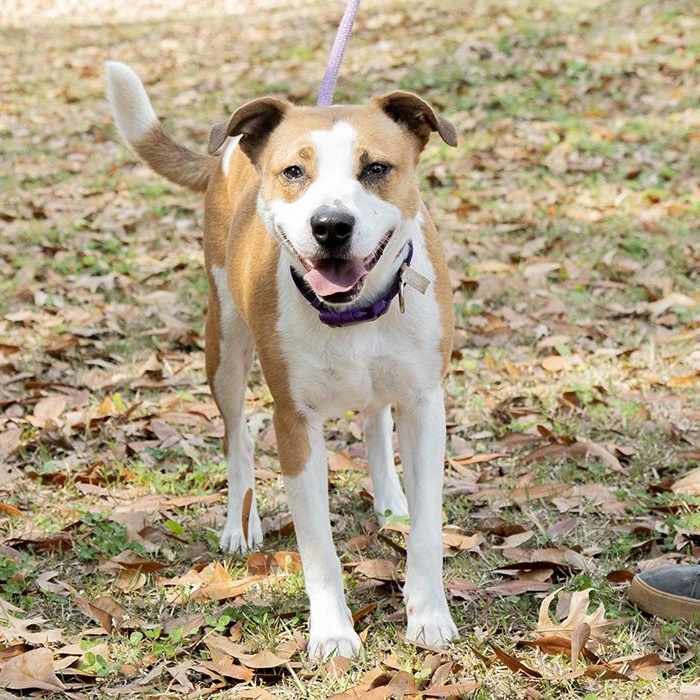 Enlarge Heather Holloway, a ADOPTABLE Terrier in Slidell, LA image 3/3