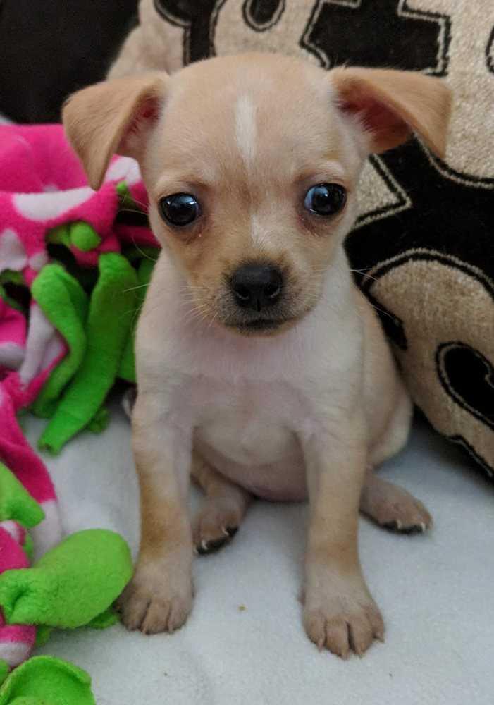 Cindy (Brady Bunch), Adopted, Puppy Female Chihuahua.