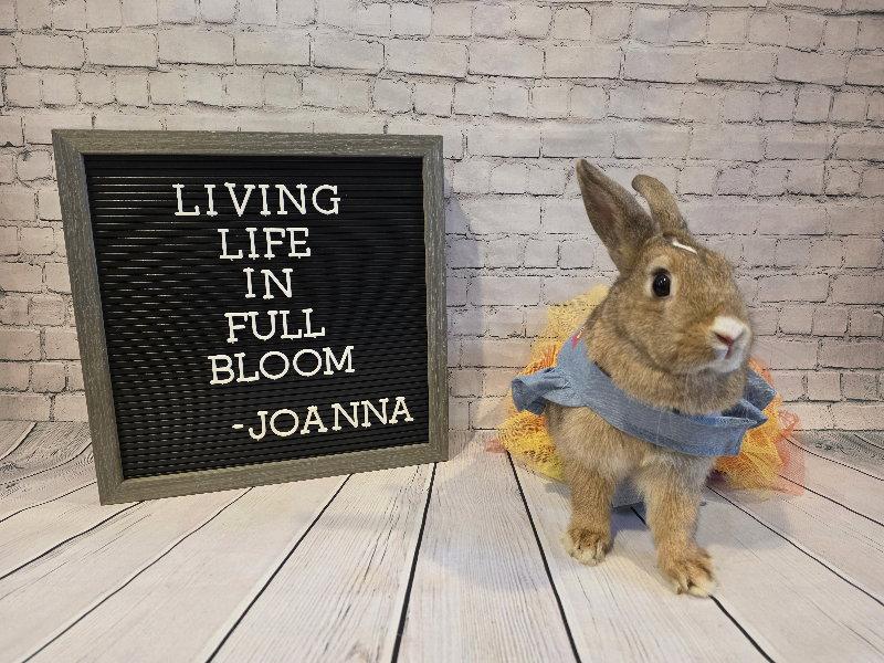Joanna, Adoptable, Young Female Bunny Rabbit.
