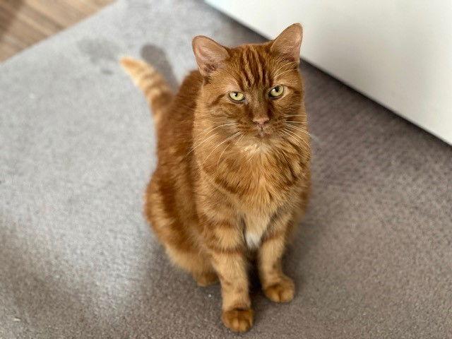 French Toast, Adoptable, Adult Female Domestic Short Hair & Tabby.