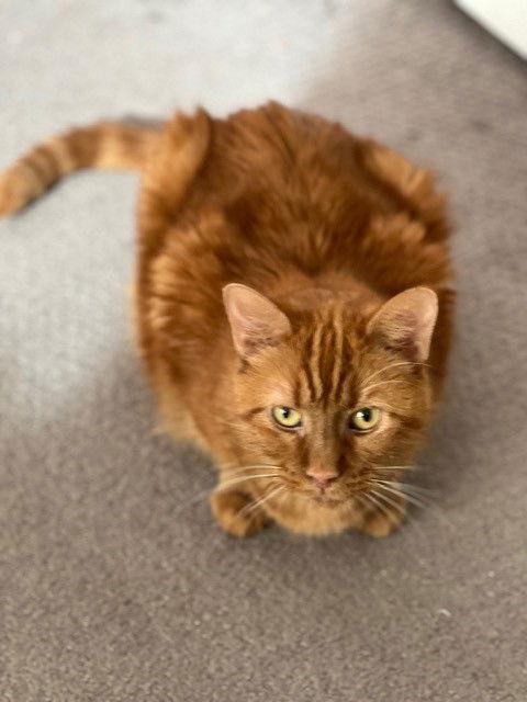 Enlarge French Toast, a Adoptable mixed breed in Phoenix, AZ image 2/3