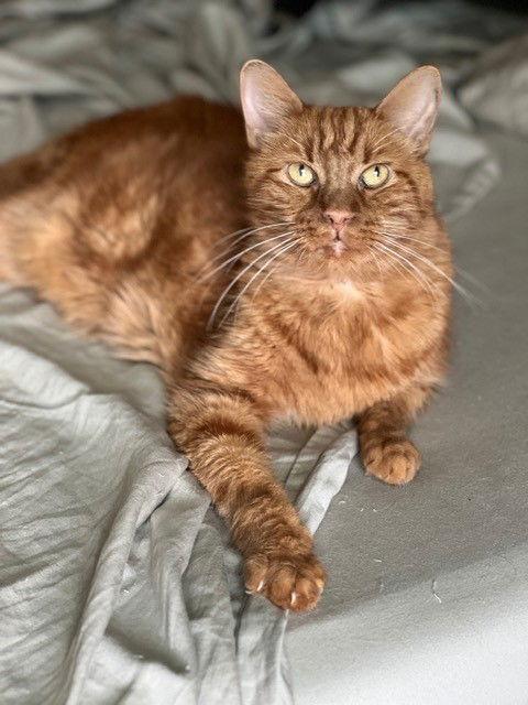 Enlarge French Toast, a Adoptable mixed breed in Phoenix, AZ image 3/3