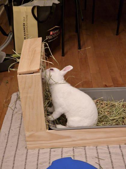 Enlarge Snowy, a Adoptable Rex in Montreal, QC image 1/2