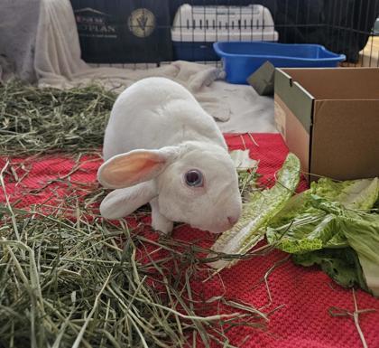 Snowy, a Adoptable Rex in Montreal, QC image 2/2