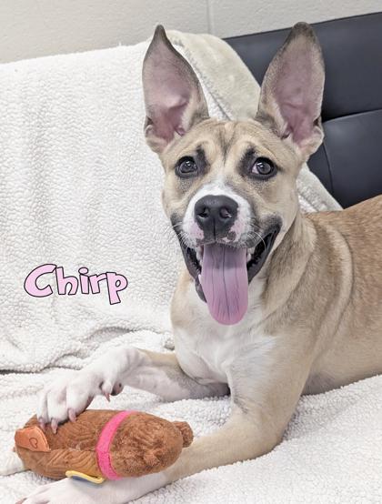Chirp, a Adoptable mixed breed in Mason, MI image 1/3