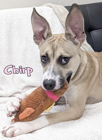 Chirp, a Adoptable mixed breed in Mason, MI image 2/3
