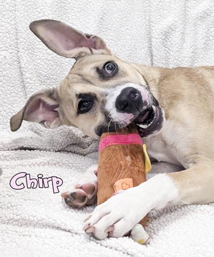 Chirp, a Adoptable mixed breed in Mason, MI image 3/3