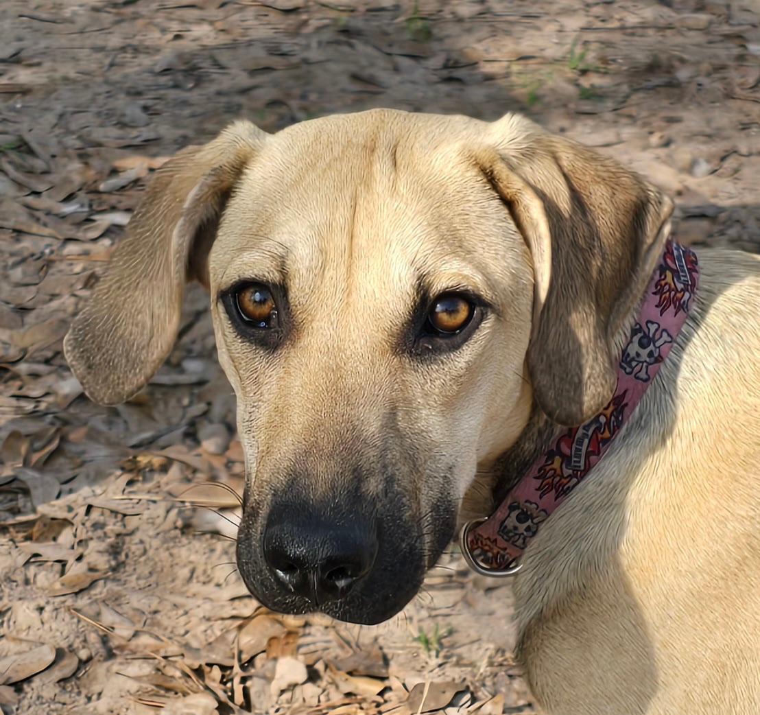 Enlarge Chase, a Adoptable mixed breed in Appleton, WI image 3/3