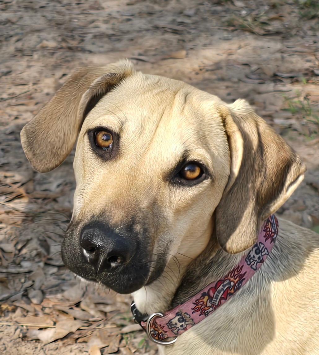 Enlarge Chase, a Adoptable mixed breed in Appleton, WI image 1/3